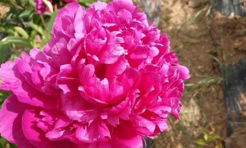 用硫磺养牡丹花的方法是什么？如何正确使用硫磺？