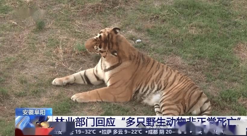 20只东北虎非正常死亡，野生动物展演行业的痛点及未来