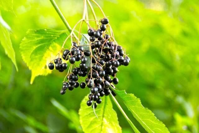 钟南山院士推崇的接骨木莓：被西方医学之父称为“天然医药箱”？有何神奇之处