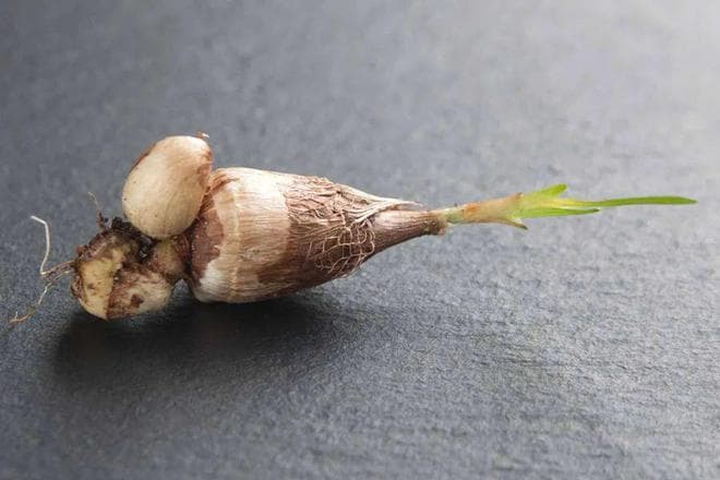 香雪兰开完花就丢，别浪费，挖起来放冰箱，秋季继续种