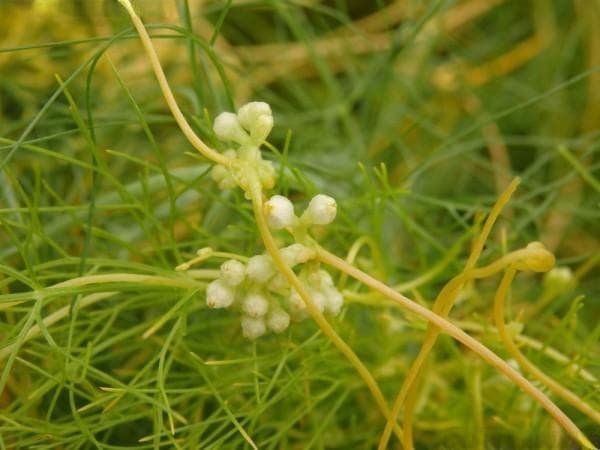菟丝子种植技术：播种时间与种植要点详解