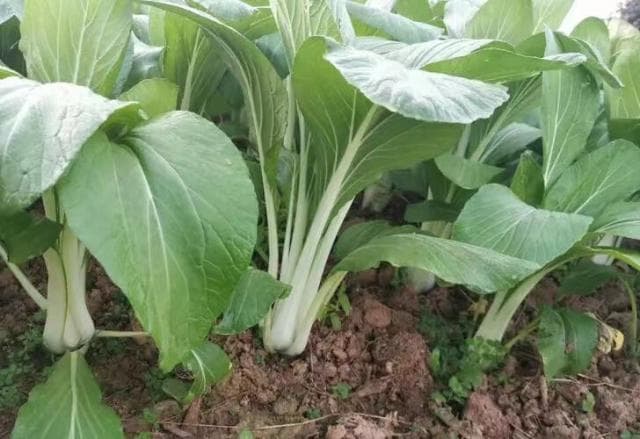 高杆白菜：从栽培到营养价值的全面解析