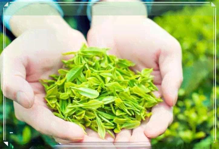 红茶的茶多酚含量特点及保健功效