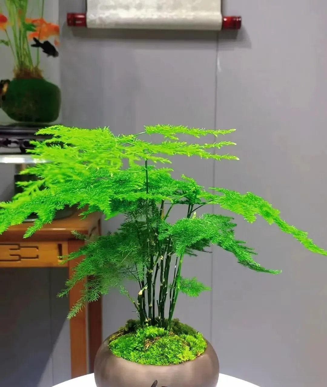 卫生间养6种花，好看用处大，臭味异味“全吸光”，厕所更干净了