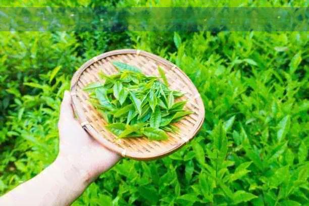 科学解析：茶叶成分与痘痘生成的关系，你喝茶的习惯或是关键