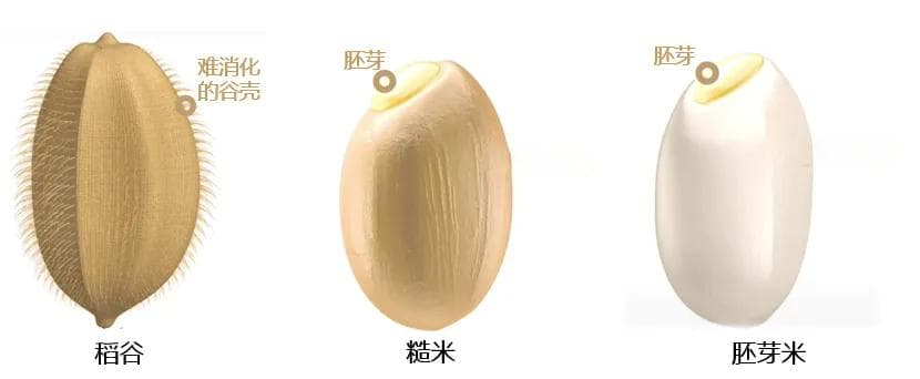 胚芽米，怎么选？