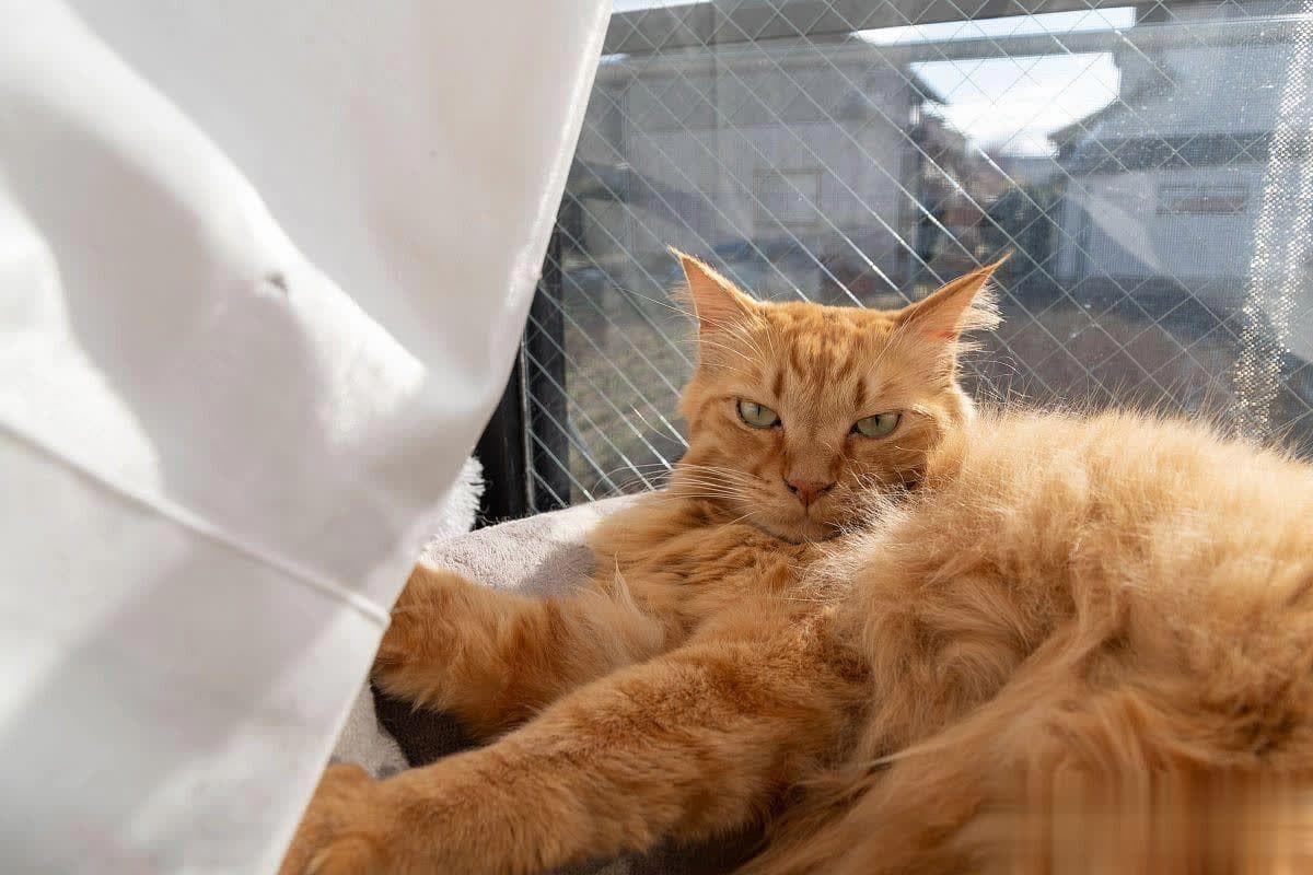 想养猫，但对猫毛过敏怎么办？