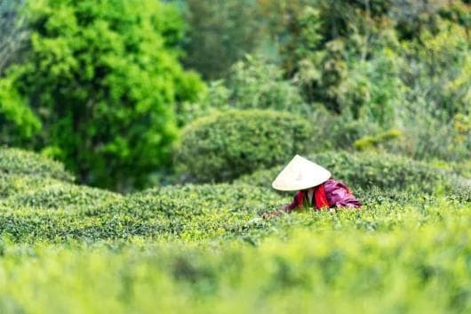 打卡茶山秘境，就从云南六大茶山开始