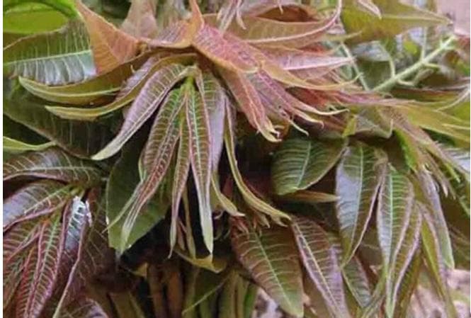既好吃又防病的野菜，你吃过几种？