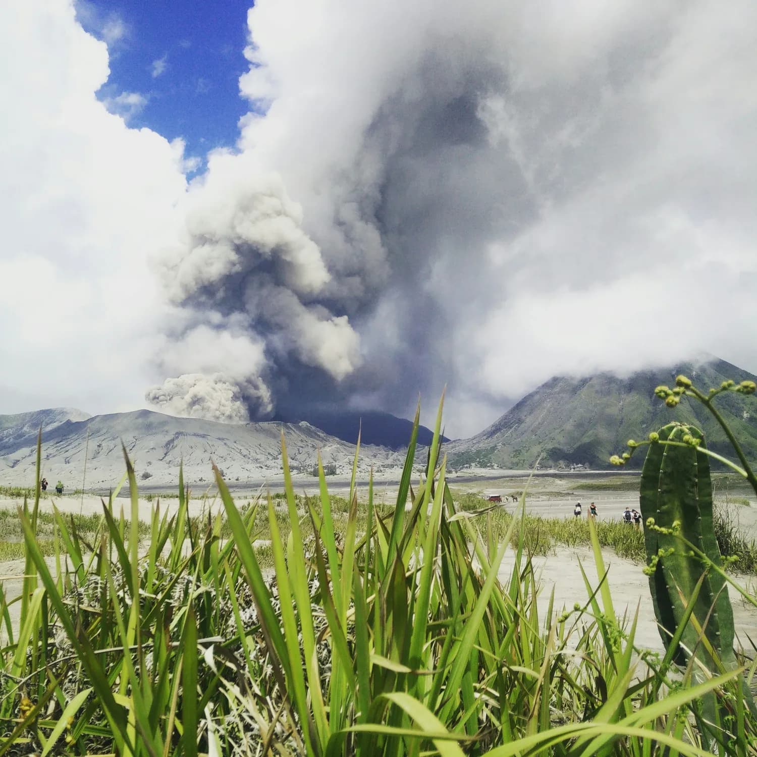 汤加火山爆发后的生态复原之路