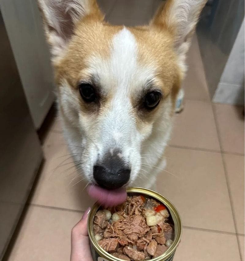 狗狗能吃山药吗？狗狗的饮食禁忌有哪些？