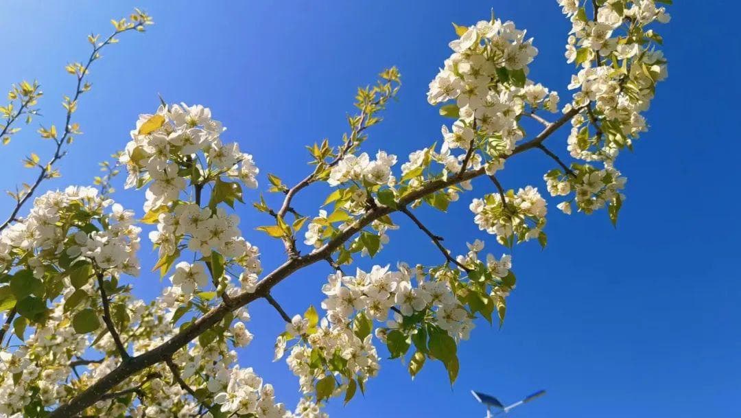 【花儿文化】浅议临夏州花儿传承与保护