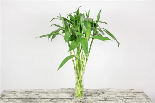 水养发财竹的正确方法：从水质到光温管理的全面指南