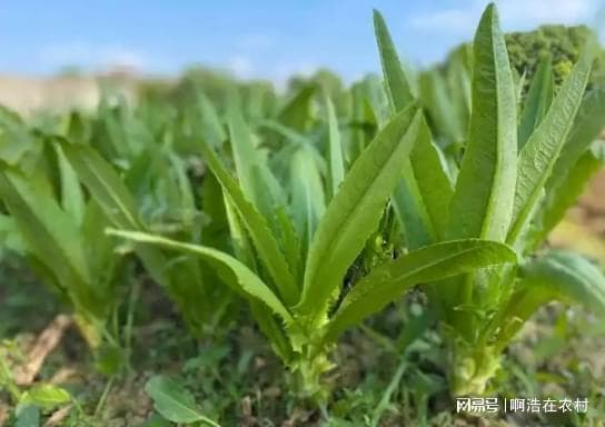 冬季大棚油麦菜病害防治策略