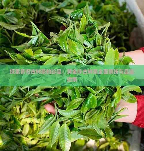 探索昔归古树茶的珍品：黄金叶古树茶全面解析与品鉴指南
