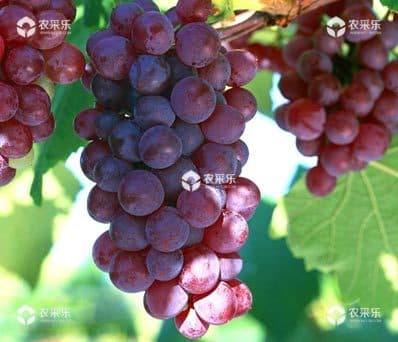 葡萄缺氮磷钾该如何治疗