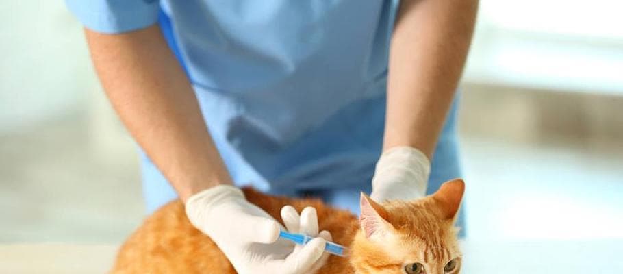 饲养猫咪的全面指南（了解猫咪的健康需求及养护知识）