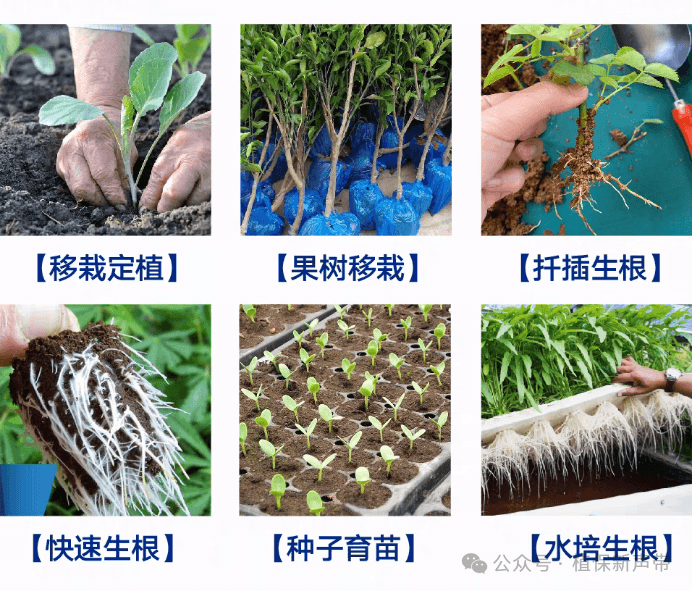 让植物快速生根的8种方法