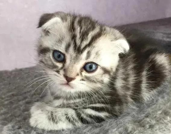 猫咪肠胃炎：症状识别、治疗方案与预防全攻略