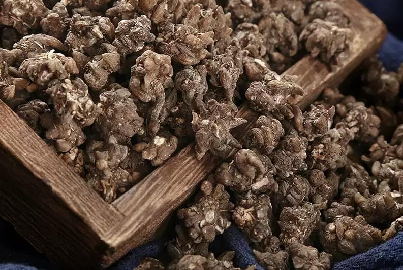 猫爪草怎么吃效果最好 猫爪草的食用方法