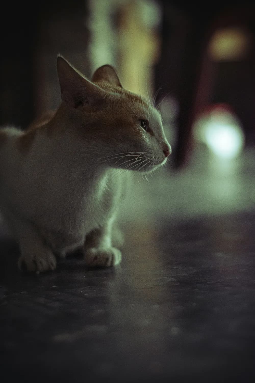 激光笔羽毛棒：激发猫咪捕猎本能的科学玩具搭配