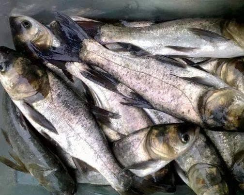 越冬池塘囤鱼，需要重点关注鱼的体重变化、池塘溶氧、底质等！