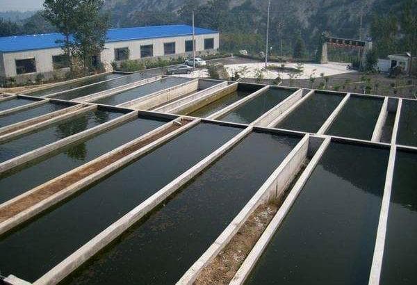 小寒过后 水产养殖的技术要点有哪些？