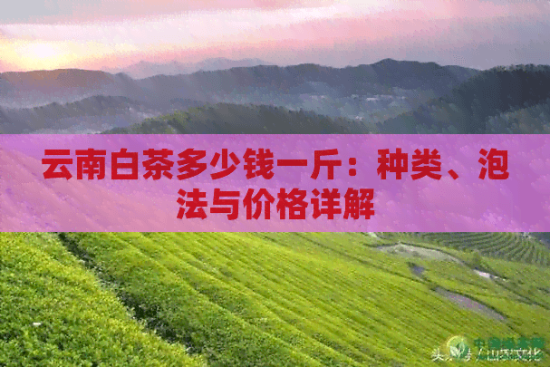 云南白茶多少钱一斤：种类、泡法与价格详解