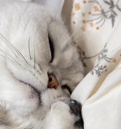 猫咪为什么能睡这么多？（揭秘猫咪的懒觉之谜）