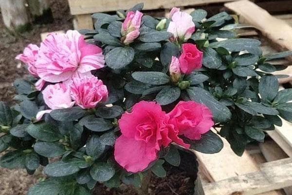 杜鹃花叶子干枯一碰就掉怎么办？5个原因及补救方法