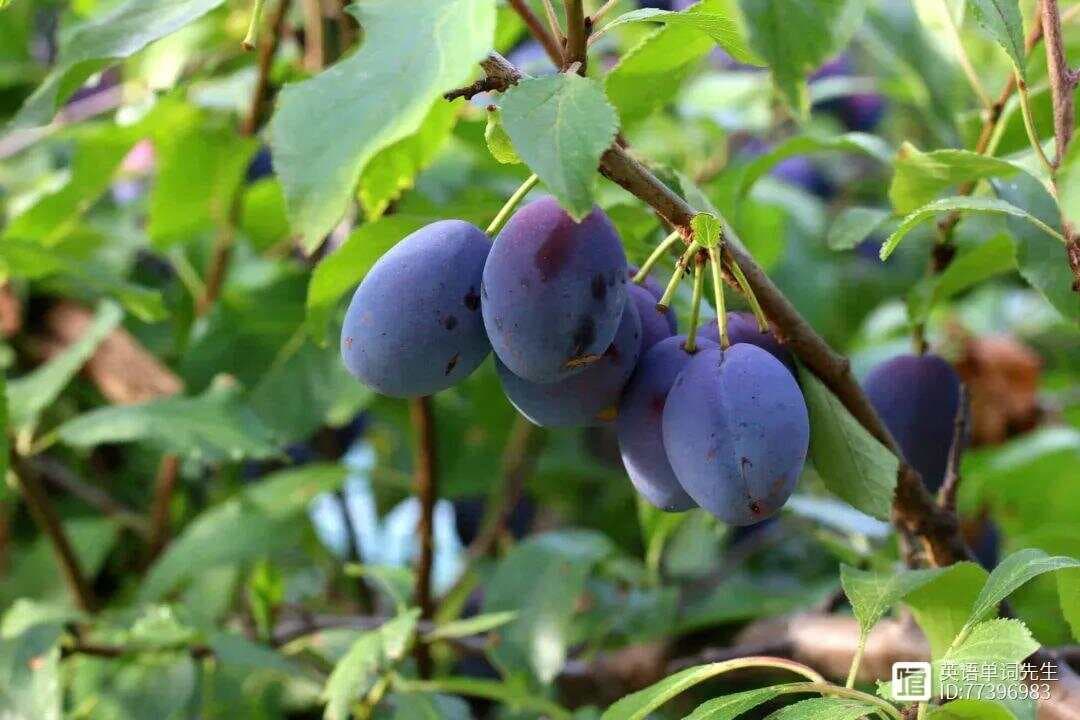 乌梅子酱到底是 sauce 还是 jam?