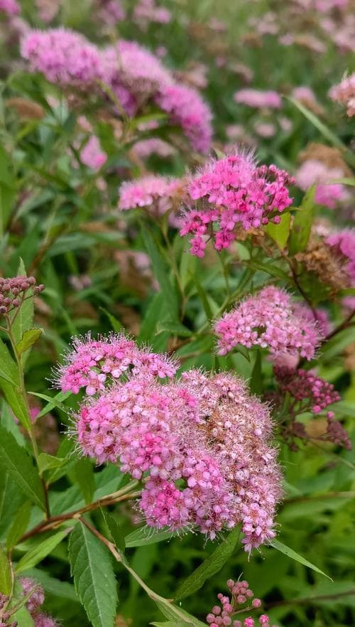 菊花开花时间一年一次，你知道吗？（花期、生长环境、养护技巧全解析）