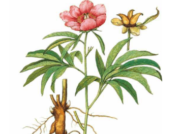 本草纲目·第八卷·草部·牡丹原文是什么内容？