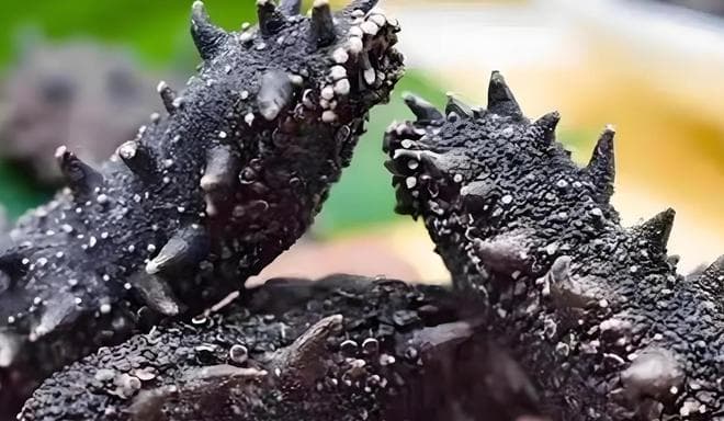 海参选购指南：鲜食海参与即食海参的全方位对比