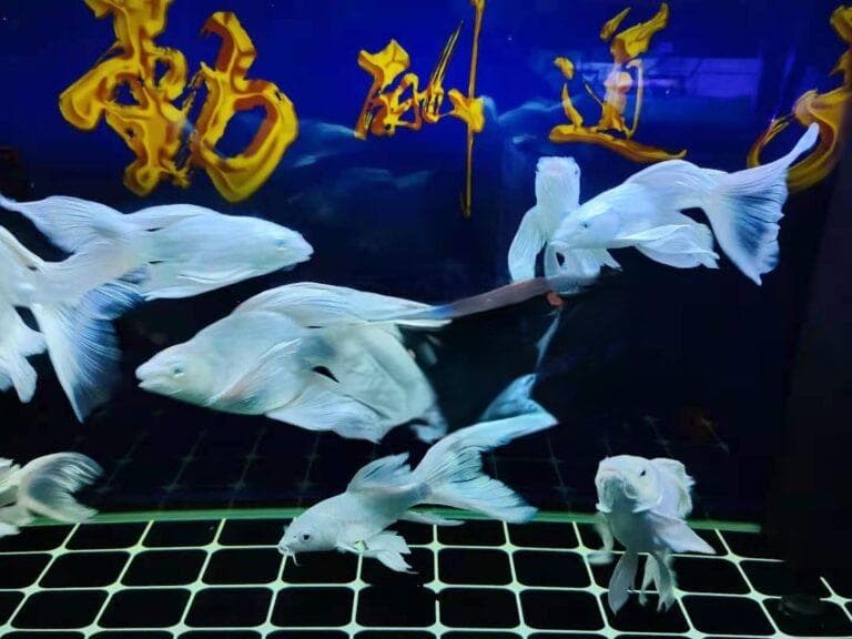 观赏鱼怎么喂食才合理（观赏鱼定时喂还是能吃就喂）
