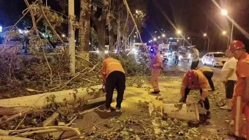 车被树砸了，保险不管该找谁？谁的树谁担责