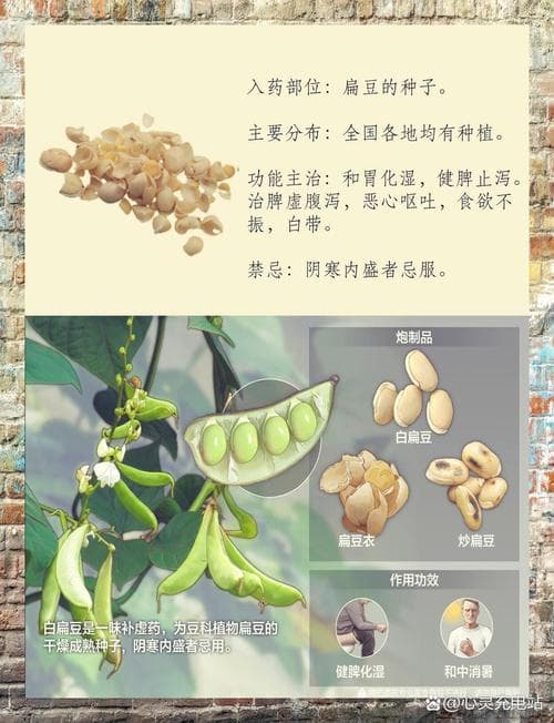 中药白扁豆，功效与作用解析