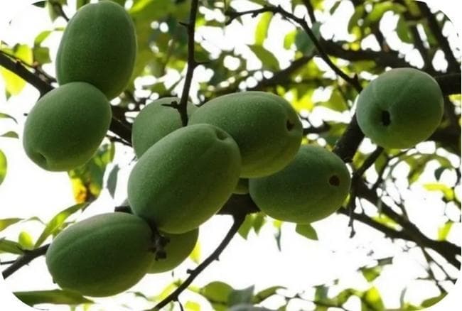 【药食同源】舒筋活络 和胃化湿之“木瓜”