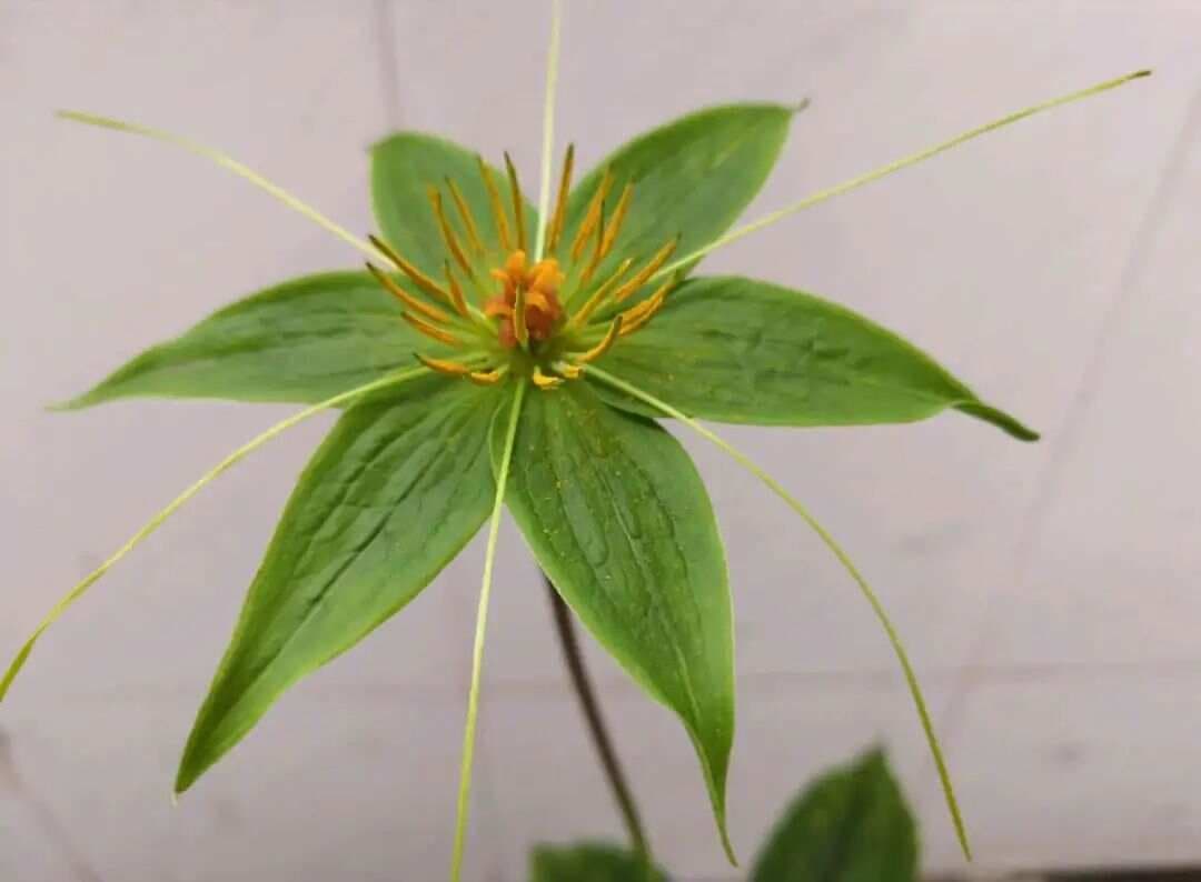 七叶一枝花：神奇的草药之王