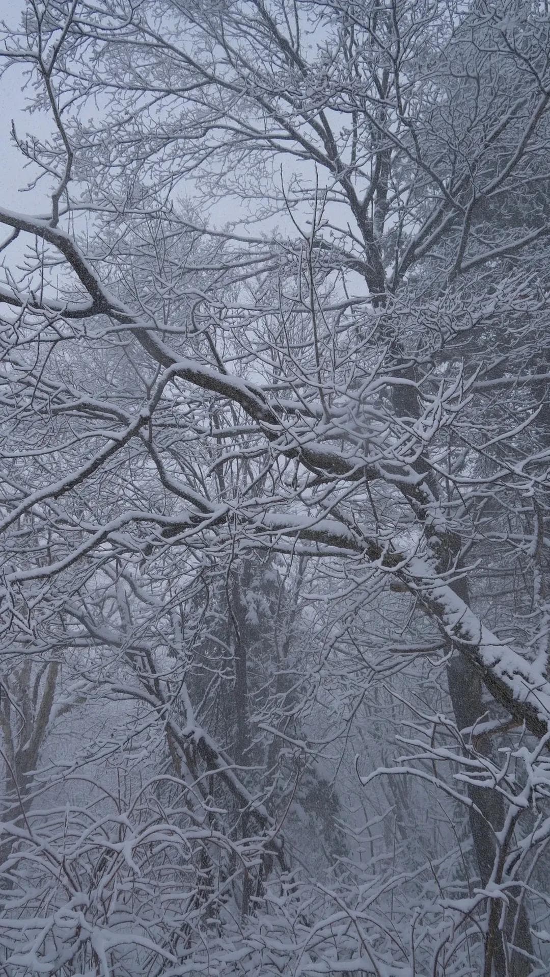 冬季长白山攻略：欣赏天池雪景，体验多彩户外活动与防寒秘诀