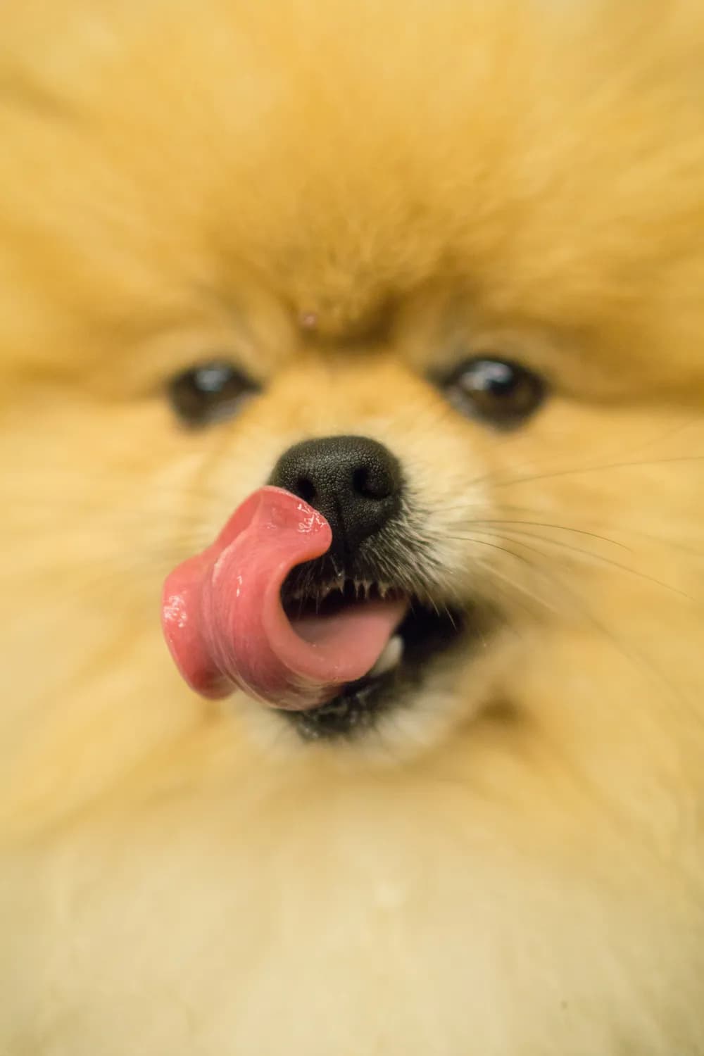 博美犬干呕不止？当心这五大病因！