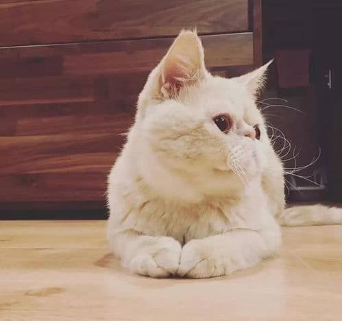 宠物猫接生全攻略