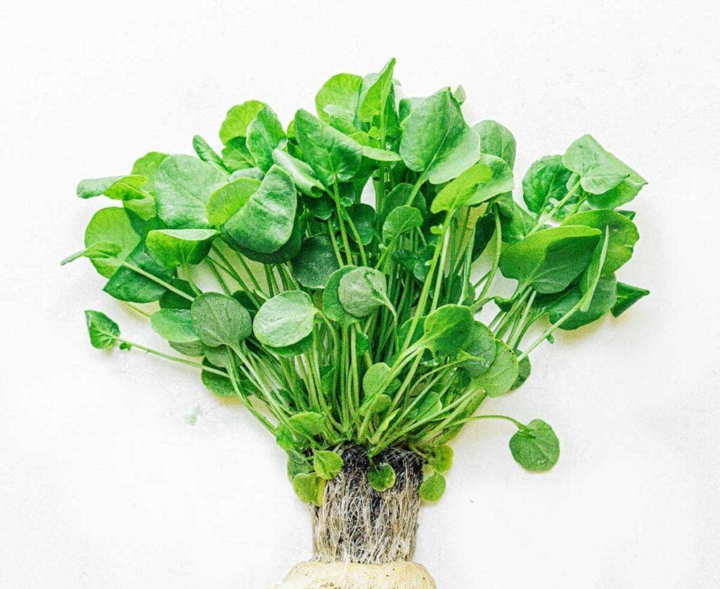 西洋菜 101：什么是西洋菜？有哪些品种？