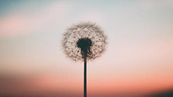 蒲公英红枣泡水喝的功效