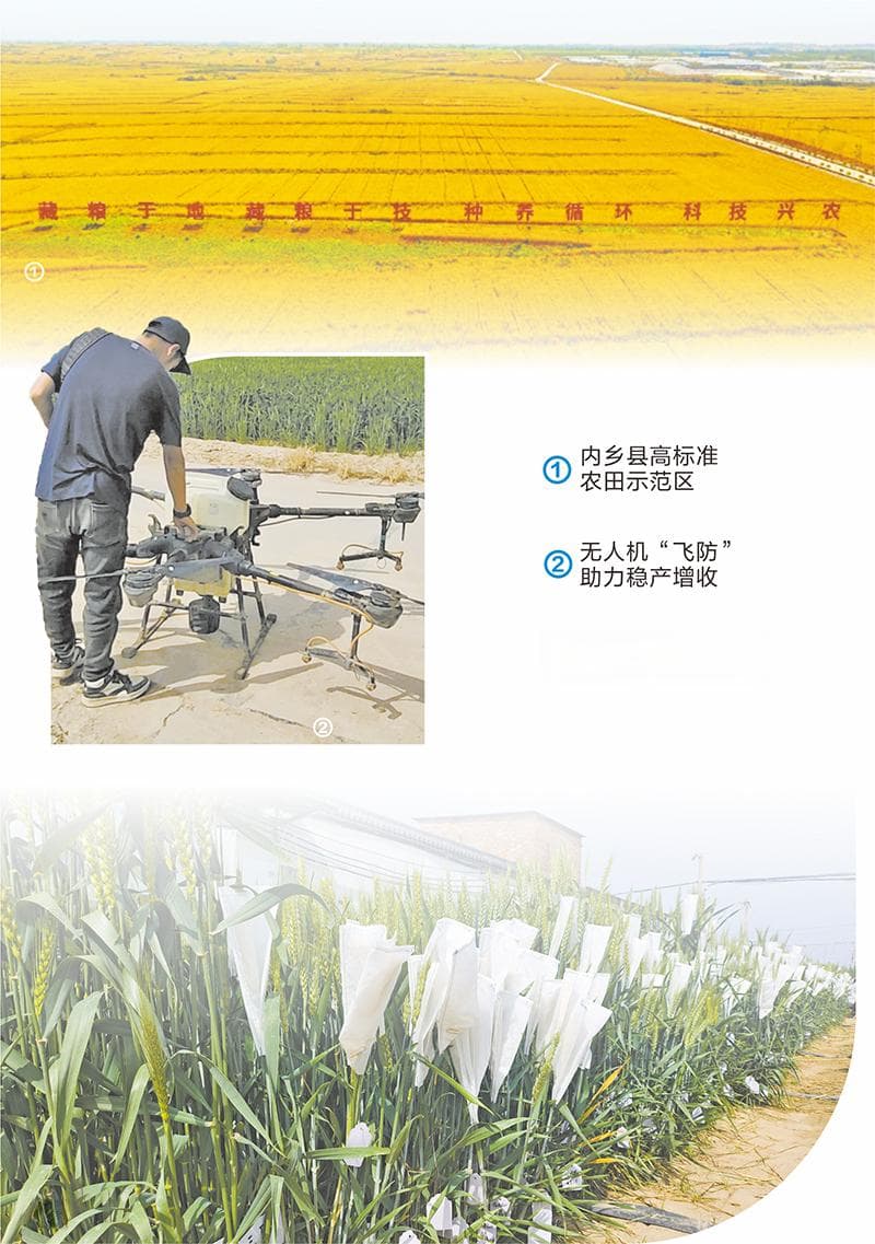 河南小麦扬花期苗情向好 科技助力产粮大省扛稳粮食安全重任