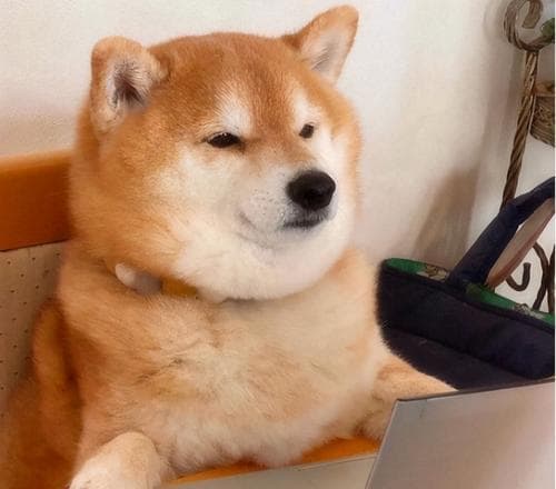 养一只柴犬的月花销大约是多少钱？（了解柴犬饲养的经济负担和责任）