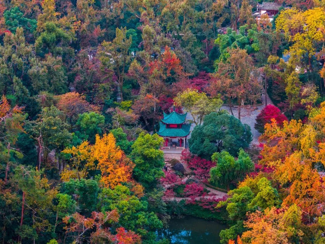 麓山赏枫习俗成非遗，“枫”景到底有多美？