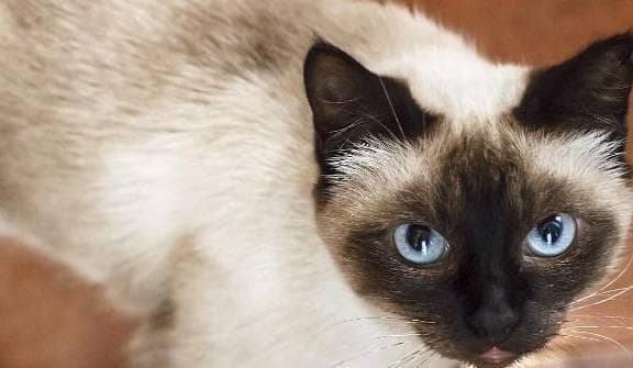 暹罗猫饲养全指南：做一个贴心的暹罗猫主人