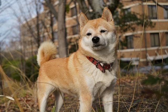 让中华田园犬变萌宠：六大维度科学驯养法