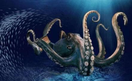 揭秘乌贼的四维生物特性，得益于什么？